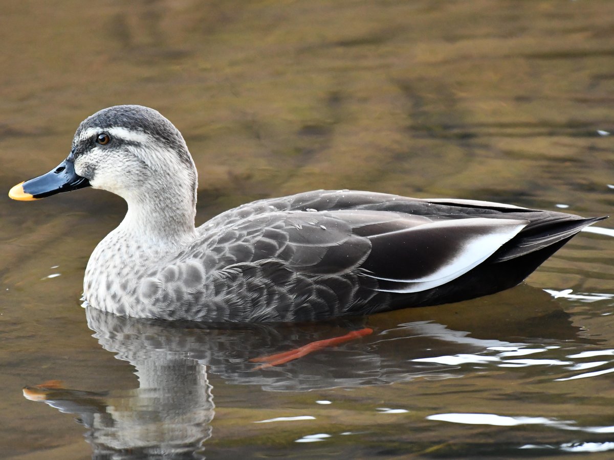 #92:
          Eastern Spot-billed Duck, Gunma.
          f/ at mm - Shutter Speed: - ISO: